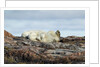 Polar Bears Sleeping on Harbour Islands, Hudson Bay, Nunavut, Canada by Anonymous