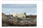 Polar Bears Sleeping on Harbour Islands, Hudson Bay, Nunavut, Canada by Anonymous