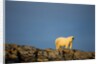 Polar Bear on Harbour Islands, Hudson Bay, Nunavut, Canada by Anonymous