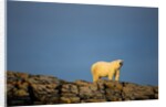 Polar Bear on Harbour Islands, Hudson Bay, Nunavut, Canada by Anonymous