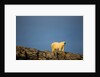 Polar Bear on Harbour Islands, Hudson Bay, Nunavut, Canada by Anonymous