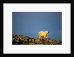 Polar Bear on Harbour Islands, Hudson Bay, Nunavut, Canada by Anonymous