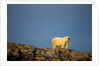 Polar Bear on Harbour Islands, Hudson Bay, Nunavut, Canada by Anonymous