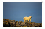 Polar Bear on Harbour Islands, Hudson Bay, Nunavut, Canada by Anonymous
