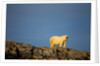 Polar Bear on Harbour Islands, Hudson Bay, Nunavut, Canada by Anonymous