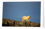 Polar Bear on Harbour Islands, Hudson Bay, Nunavut, Canada by Anonymous