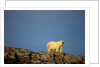 Polar Bear on Harbour Islands, Hudson Bay, Nunavut, Canada by Anonymous