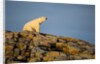 Polar Bear on Harbour Islands, Hudson Bay, Nunavut, Canada by Anonymous