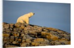 Polar Bear on Harbour Islands, Hudson Bay, Nunavut, Canada by Anonymous