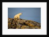 Polar Bear on Harbour Islands, Hudson Bay, Nunavut, Canada by Anonymous