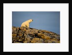 Polar Bear on Harbour Islands, Hudson Bay, Nunavut, Canada by Anonymous