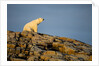 Polar Bear on Harbour Islands, Hudson Bay, Nunavut, Canada by Anonymous