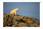 Polar Bear on Harbour Islands, Hudson Bay, Nunavut, Canada by Anonymous