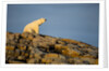 Polar Bear on Harbour Islands, Hudson Bay, Nunavut, Canada by Anonymous