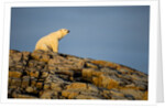 Polar Bear on Harbour Islands, Hudson Bay, Nunavut, Canada by Anonymous