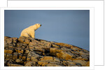 Polar Bear on Harbour Islands, Hudson Bay, Nunavut, Canada by Anonymous