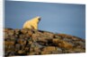Polar Bear on Harbour Islands, Hudson Bay, Nunavut, Canada by Anonymous