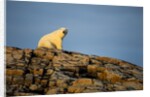 Polar Bear on Harbour Islands, Hudson Bay, Nunavut, Canada by Anonymous