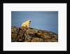 Polar Bear on Harbour Islands, Hudson Bay, Nunavut, Canada by Anonymous