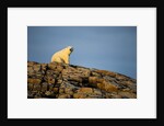 Polar Bear on Harbour Islands, Hudson Bay, Nunavut, Canada by Anonymous