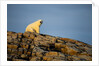 Polar Bear on Harbour Islands, Hudson Bay, Nunavut, Canada by Anonymous