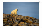 Polar Bear on Harbour Islands, Hudson Bay, Nunavut, Canada by Anonymous