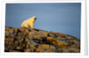 Polar Bear on Harbour Islands, Hudson Bay, Nunavut, Canada by Anonymous