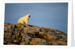 Polar Bear on Harbour Islands, Hudson Bay, Nunavut, Canada by Anonymous