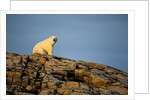 Polar Bear on Harbour Islands, Hudson Bay, Nunavut, Canada by Anonymous