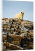 Polar Bear on Harbour Islands, Hudson Bay, Nunavut, Canada by Anonymous