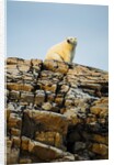 Polar Bear on Harbour Islands, Hudson Bay, Nunavut, Canada by Anonymous