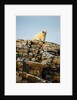 Polar Bear on Harbour Islands, Hudson Bay, Nunavut, Canada by Anonymous