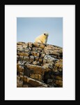 Polar Bear on Harbour Islands, Hudson Bay, Nunavut, Canada by Anonymous