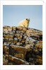 Polar Bear on Harbour Islands, Hudson Bay, Nunavut, Canada by Anonymous