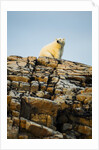 Polar Bear on Harbour Islands, Hudson Bay, Nunavut, Canada by Anonymous