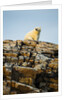 Polar Bear on Harbour Islands, Hudson Bay, Nunavut, Canada by Anonymous