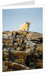 Polar Bear on Harbour Islands, Hudson Bay, Nunavut, Canada by Anonymous