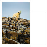 Polar Bear on Harbour Islands, Hudson Bay, Nunavut, Canada by Anonymous