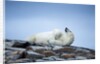 Polar Bear on Harbour Islands, Hudson Bay, Nunavut, Canada by Anonymous