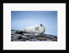Polar Bear on Harbour Islands, Hudson Bay, Nunavut, Canada by Anonymous