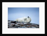 Polar Bear on Harbour Islands, Hudson Bay, Nunavut, Canada by Anonymous