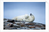 Polar Bear on Harbour Islands, Hudson Bay, Nunavut, Canada by Anonymous