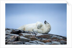 Polar Bear on Harbour Islands, Hudson Bay, Nunavut, Canada by Anonymous