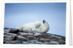 Polar Bear on Harbour Islands, Hudson Bay, Nunavut, Canada by Anonymous