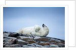 Polar Bear on Harbour Islands, Hudson Bay, Nunavut, Canada by Anonymous