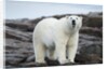 Polar Bear on Harbour Islands, Hudson Bay, Nunavut, Canada by Anonymous