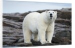 Polar Bear on Harbour Islands, Hudson Bay, Nunavut, Canada by Anonymous