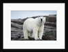 Polar Bear on Harbour Islands, Hudson Bay, Nunavut, Canada by Anonymous