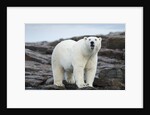 Polar Bear on Harbour Islands, Hudson Bay, Nunavut, Canada by Anonymous
