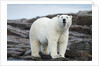 Polar Bear on Harbour Islands, Hudson Bay, Nunavut, Canada by Anonymous